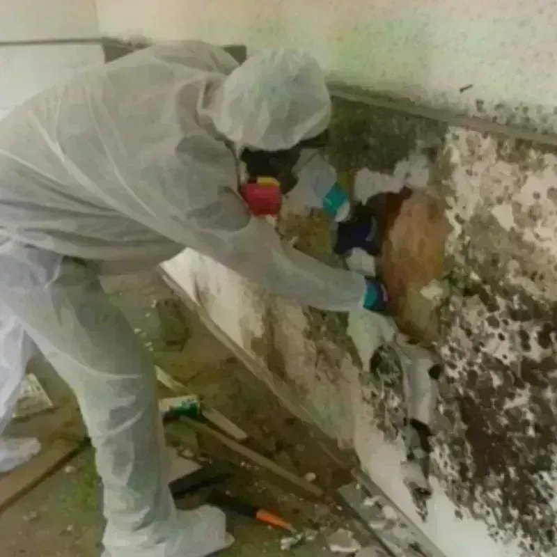 Mold Remediation and Removal in Butte, MT